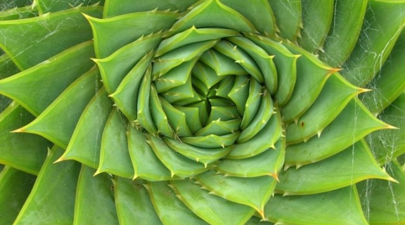 green cactus close up