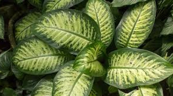 closeup plant leaves
